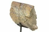 Fossil Sauropod Rib Bone Section w/ Metal Stand - Colorado #294925-2